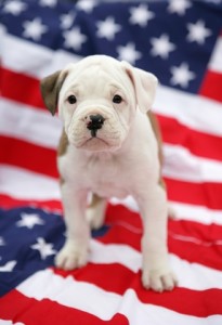 american-bulldog-pup
